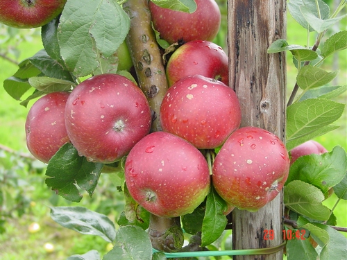 Apple 'Elise'
