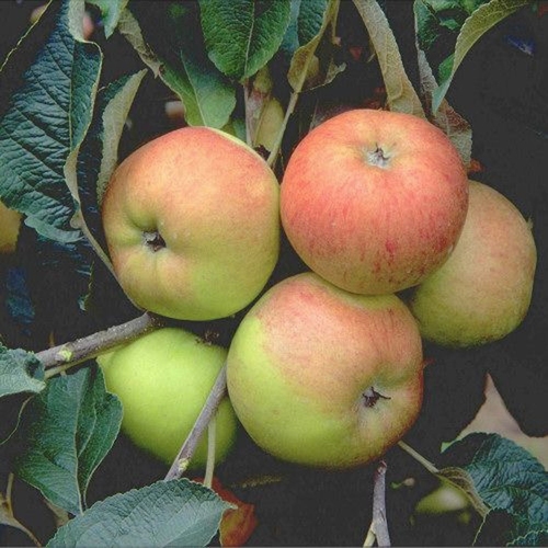Pommier 'Freiherr von Berlepsch'