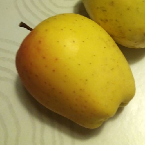 Apfelbaum  'Gelber Bellefleur'