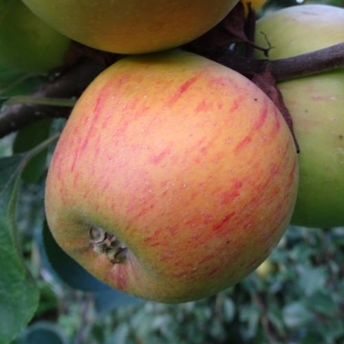 Apple 'Golden Permain'