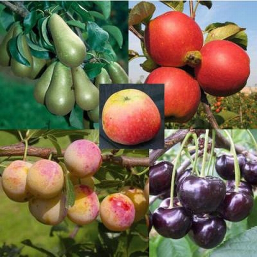 5 Obstbäume in Sorten Halbstamm