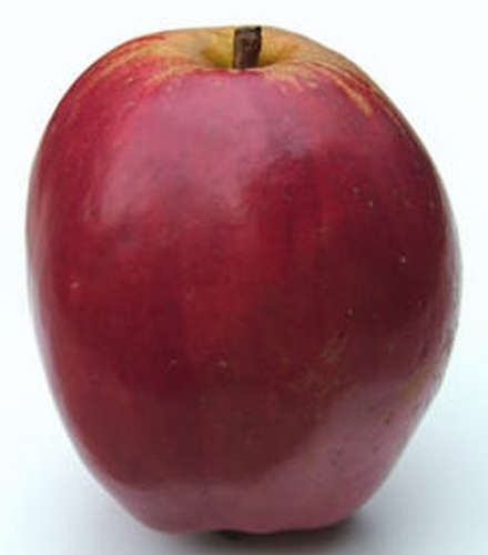 Apfelbaum  'Tulpapfel'
