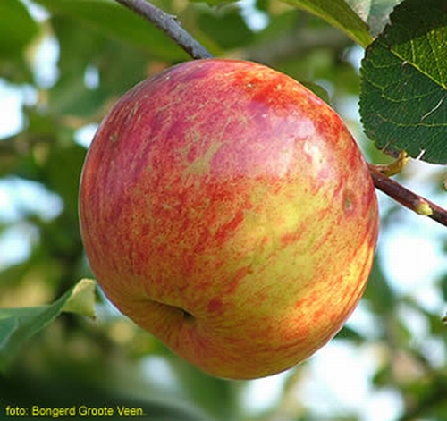 Apple 'Zoete Kroon'
