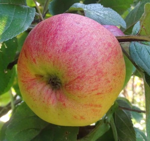 Appelboom  'Brabant Bellefleur'