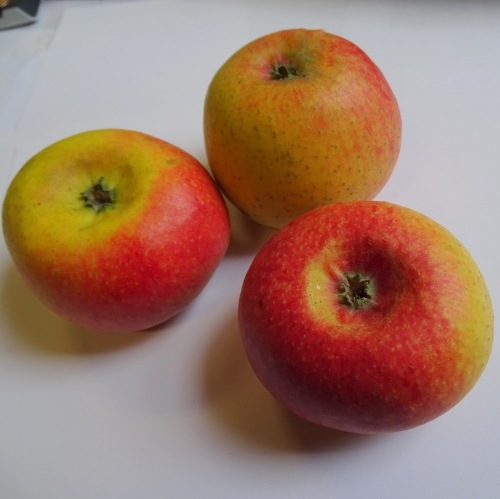 Apple 'Court-Pendu'