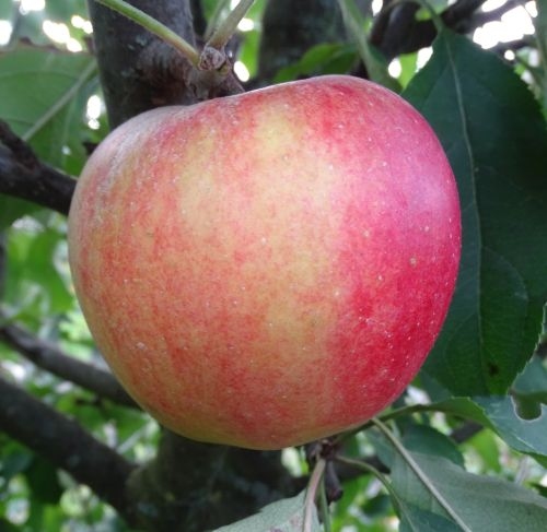 Pommier 'Ecolette'