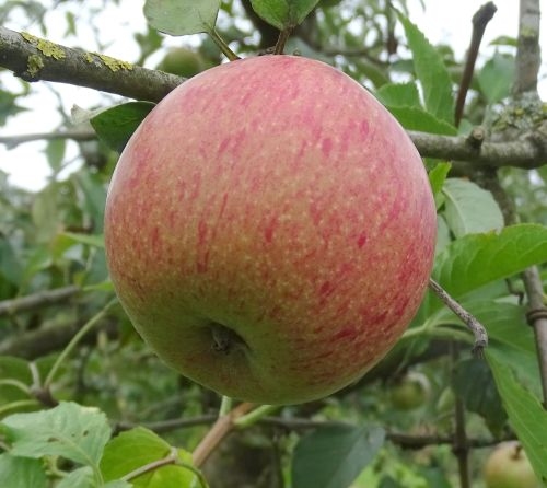 Appelboom  'Gestreifter Winterrenette'