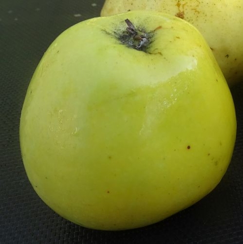 Apfelbaum  'Glockenapfel'
