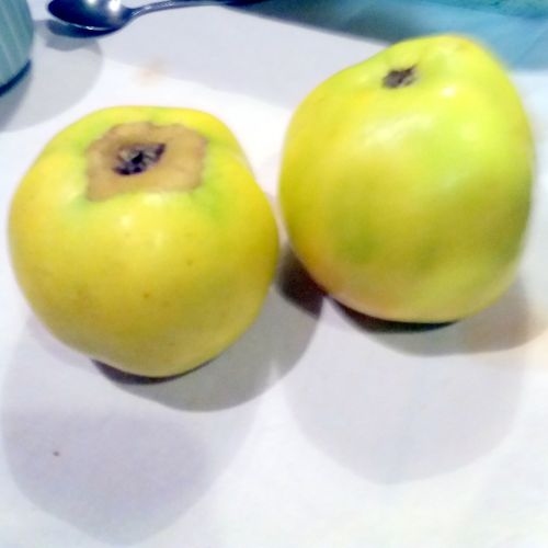 Appelboom  'London Pepping'