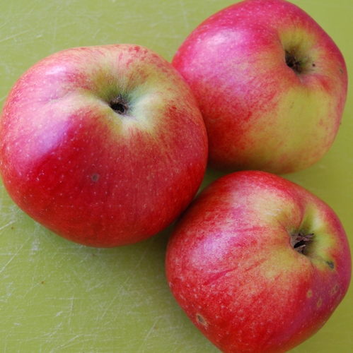 Appelboom  'Cox Pomona'