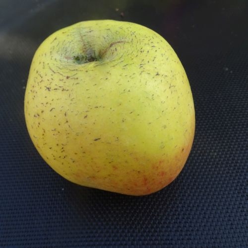 Apfelbaum  'Zuccalmagliorenette'