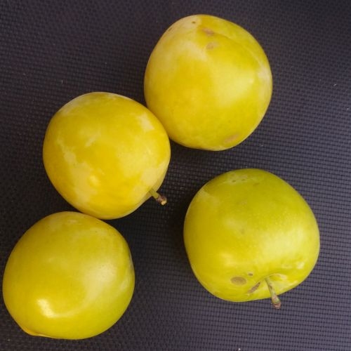 Pruimenboom  'Golden Japan'