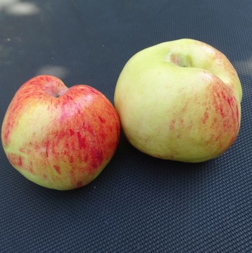 Apple 'Jacob Fisher'