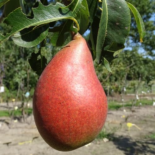 Pear 'Bonne Louise d'Avranches'