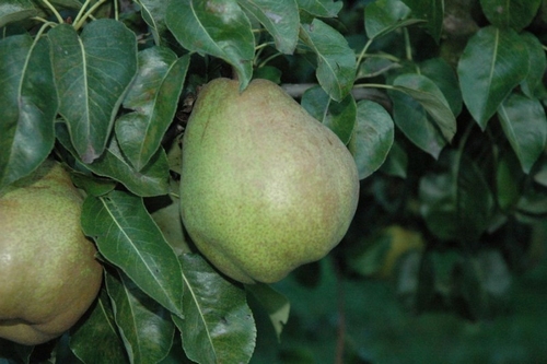 Pear 'Doyenné du Comice'
