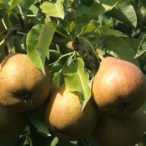 Pear 'Gieser Wildeman'