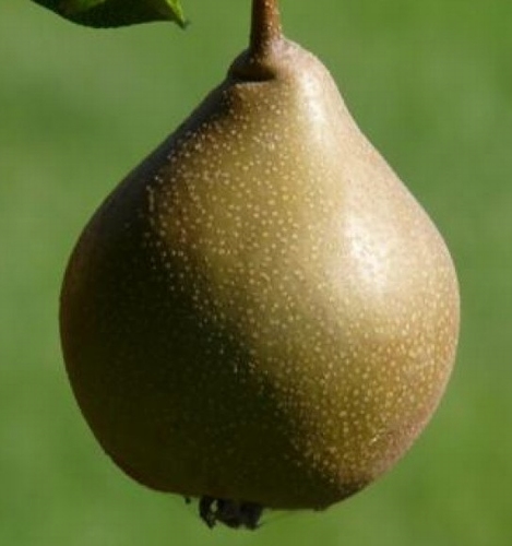 Pear 'Maagdenpeer'