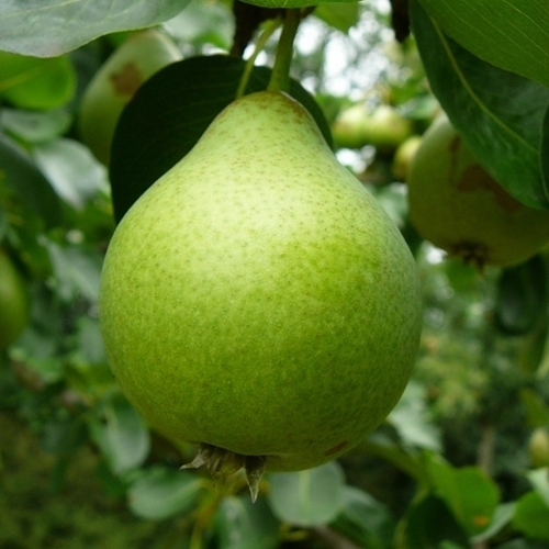 Pear 'Noordholl. Suikerpeer'