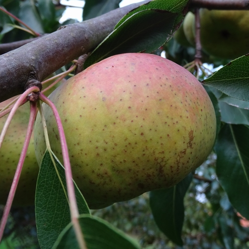 Perenboom  'Oranjepeer'