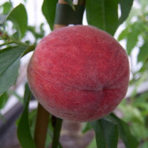 Pfirsich  'Red Haven'