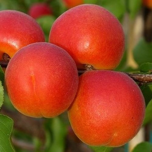 Aprikose 'Orangered'