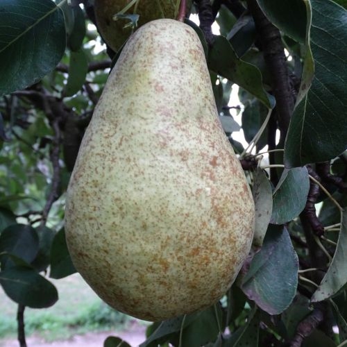 Pear 'Triomphe de Vienne'