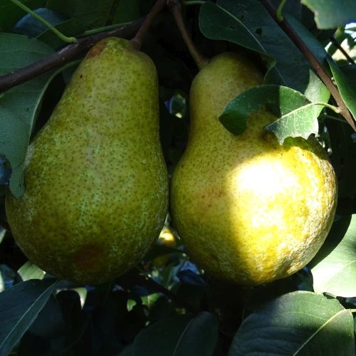 Pear 'Winterrietpeer'