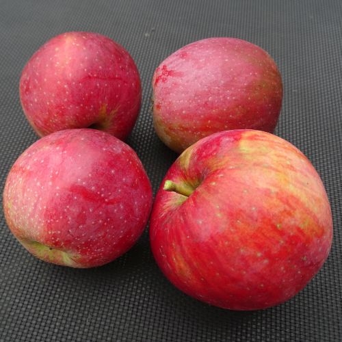 Apfelbaum   'Berner Rosenapfel'