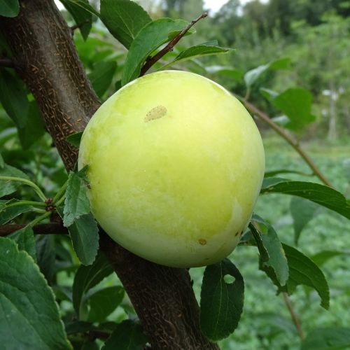 Prunier 'Bellamira'