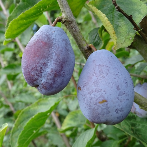 Prunier 'Belle du Louvain'
