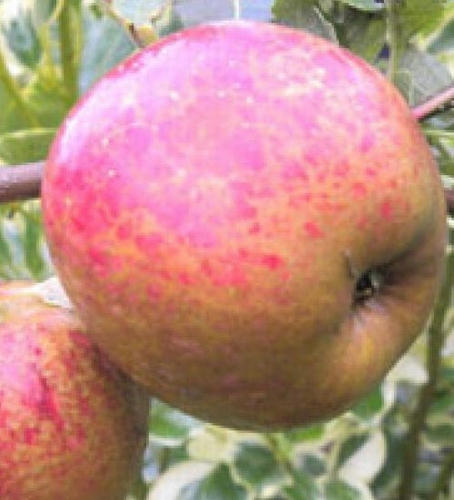 Apfelbaum 'Drap d'Or'(Oberdiecks große glebe Zuckerreinette)