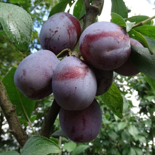 Plum 'Bleue de Belgique'