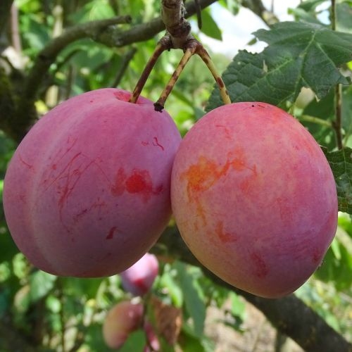 Plum 'Excalibur'