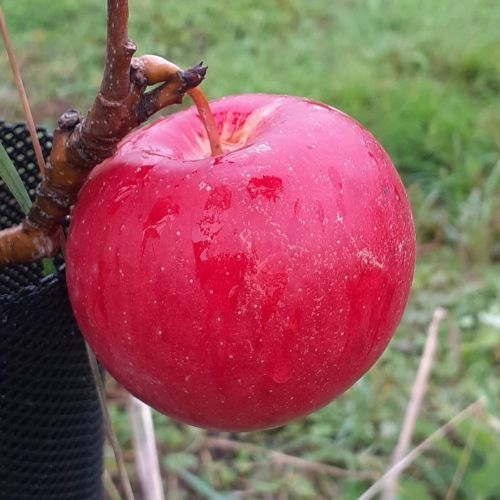 Pommier  'Herfstgoud'