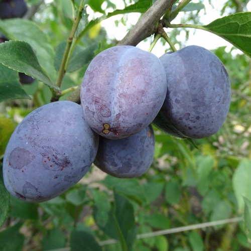 Plum 'Hauszwetsche'