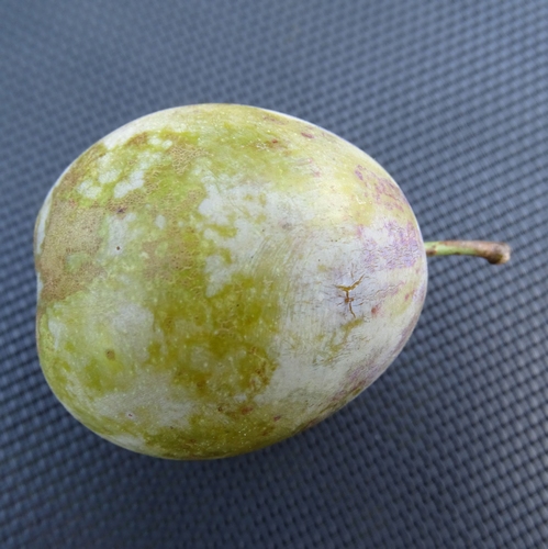 Pflaumenbaum  'Jefferson'
