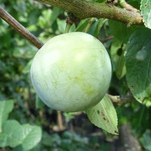 Plum 'Ontario'