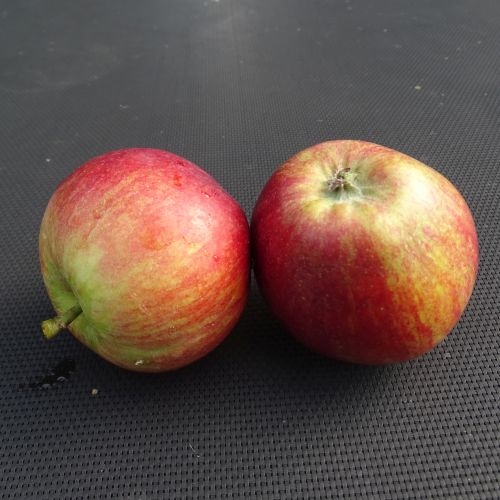 Apple 'Cherry Cox'