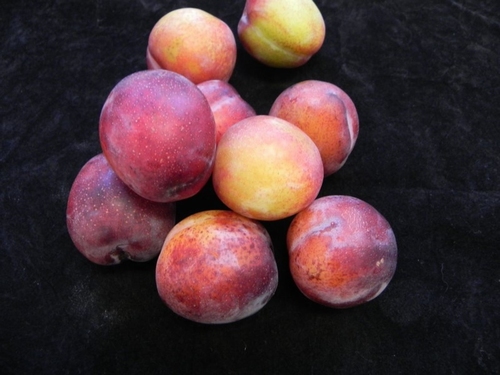 Plum 'Opal'