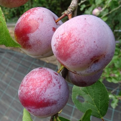 Plum 'Reine Clauide d'Althan'