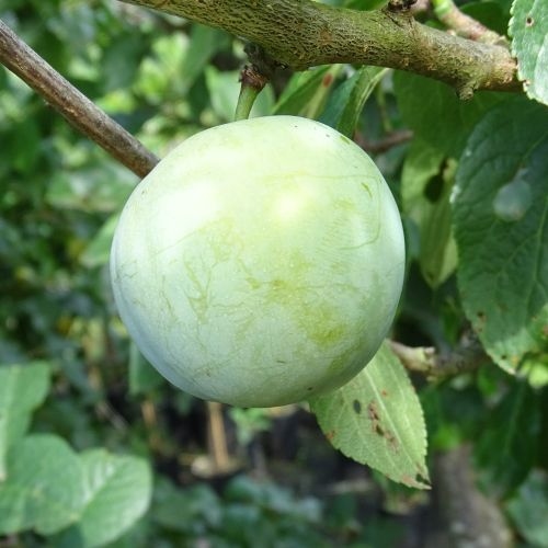 Plum 'Reine Claude Verte'