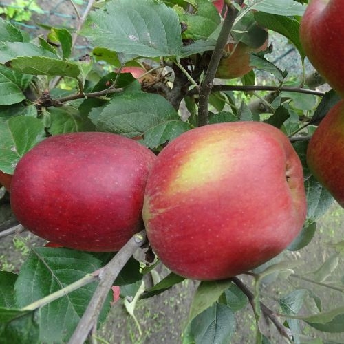 Apfelbaum  'Colapius'