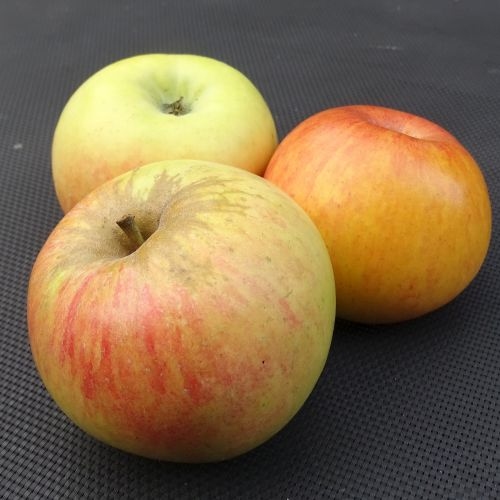 Pommier  'Goldrenette von Blenheim'