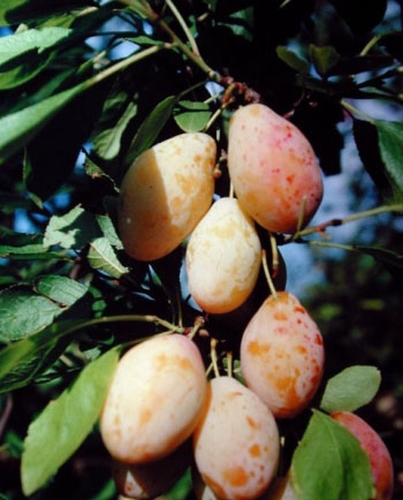 Pflaumenbaum  'Tipala'