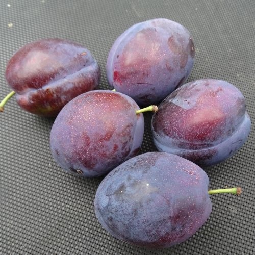Plum 'Valor'