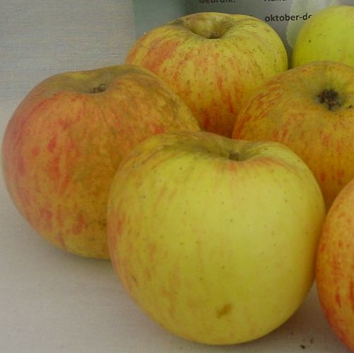 Apfelbaum  'Framboosappel'