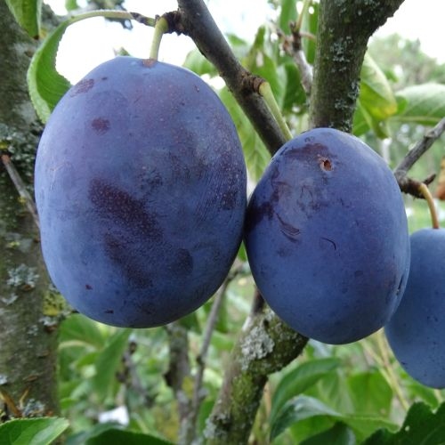 Plum 'Wangenheimer Frühzsetsche'