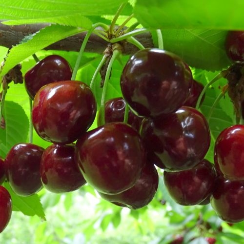 Cherry 'Bigarreau Burlat'