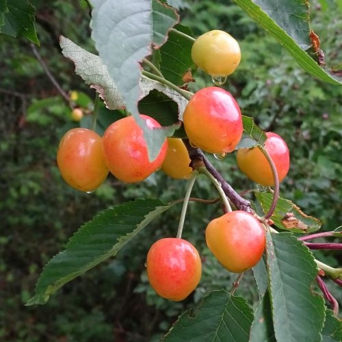 Cherry 'Bigarreau Napoleon'