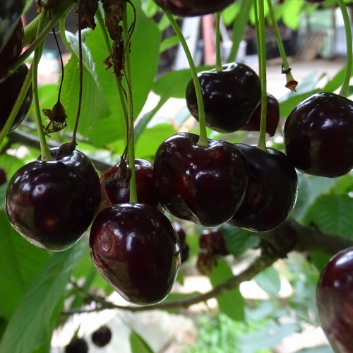 Kirschenbaum  'Große Schwarze Knorpelkirsche'